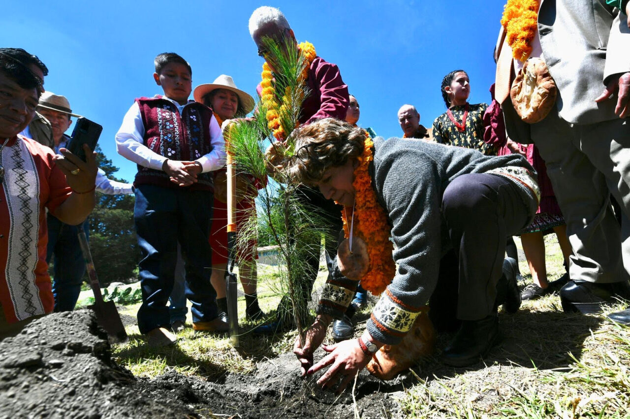 GOBIERNO Reforestación 2
