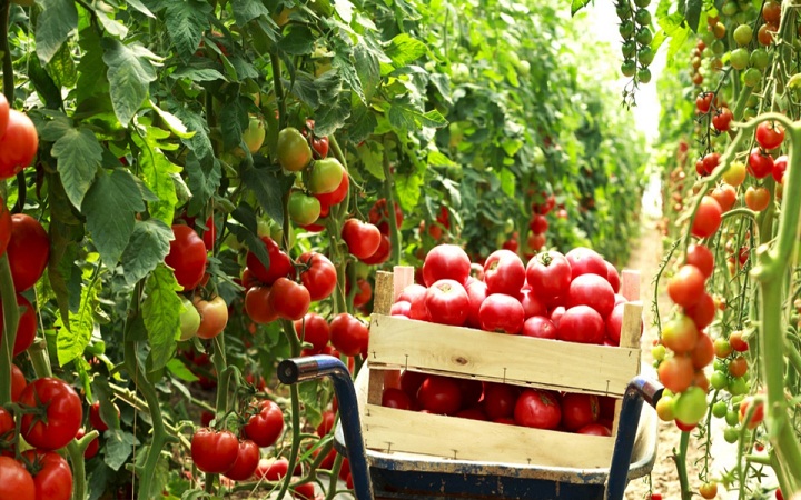TOMATE Exportación 2