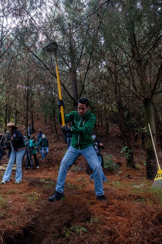 Árboles VERDE 1 Árboles VERDE 1