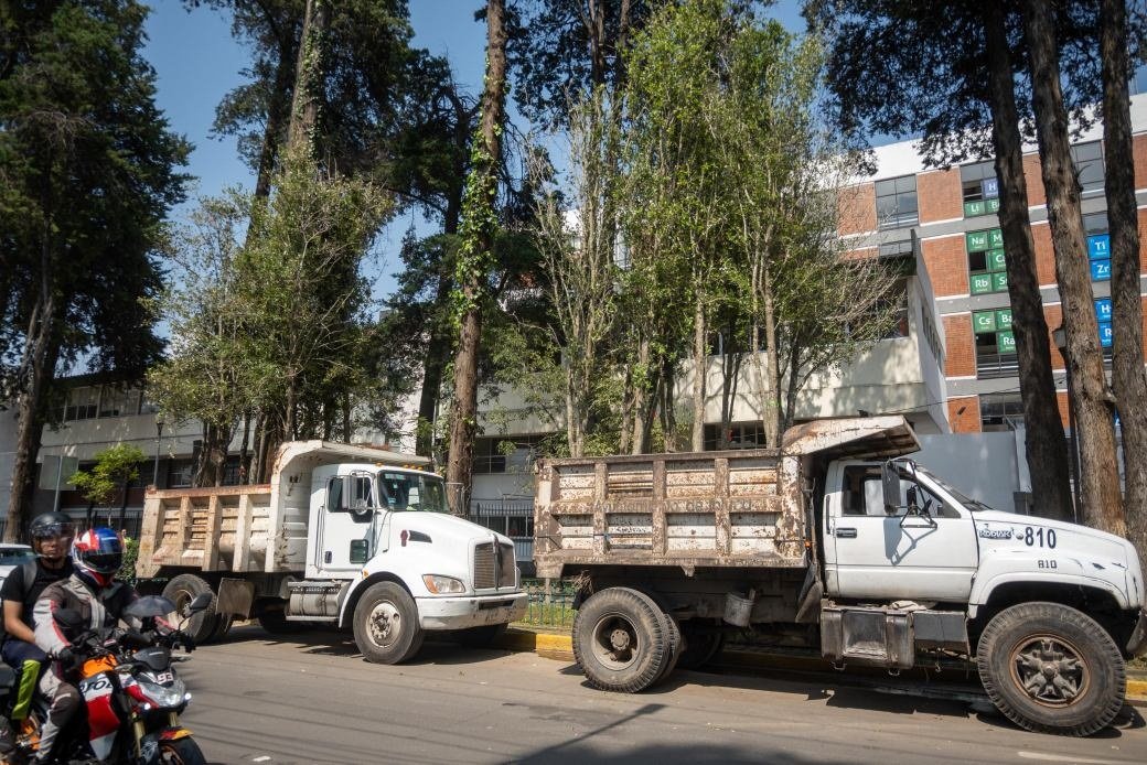 Arboles-TOLUCA-2.jpg